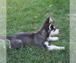Small Photo #6 Siberian Husky Puppy For Sale in CATAWISSA, PA, USA