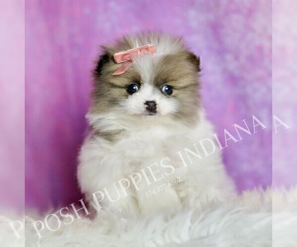 Medium Photo #7 Pomeranian Puppy For Sale in WARSAW, IN, USA