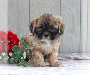 Shih-Poo Puppy for sale in GORDONVILLE, PA, USA
