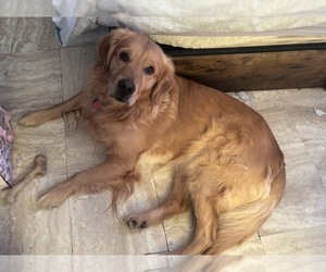 Father of the Golden Retriever puppies born on 08/20/2026