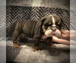 Small Photo #4 English Bulldog Puppy For Sale in MILTON, FL, USA