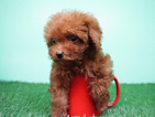 Small Photo #8 Poodle (Miniature) Puppy For Sale in LA MIRADA, CA, USA