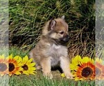 Small Photo #4 Pomeranian Puppy For Sale in PARADISE, PA, USA