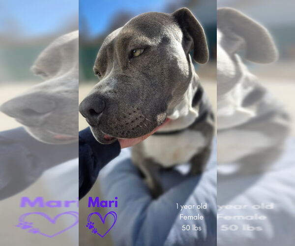 Medium Photo #2 Mutt Puppy For Sale in Monte Vista, CO, USA