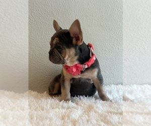 French Bulldog Puppy for sale in SANTA ANA, CA, USA