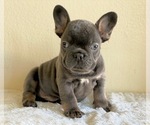 Small #3 French Bulldog