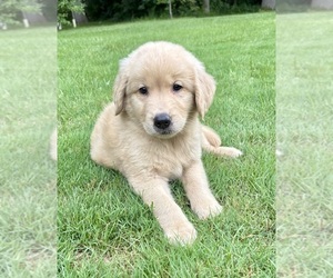 Golden Retriever Puppy for sale in FAIR HAVEN, MI, USA