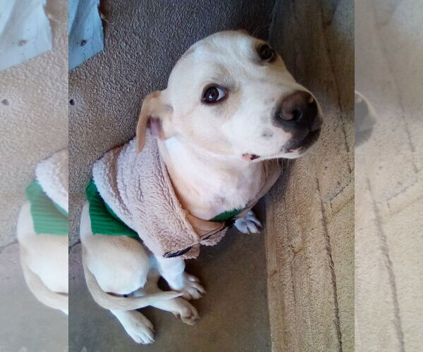 Medium Photo #17 Labrador Retriever-Unknown Mix Puppy For Sale in Apple Valley, CA, USA