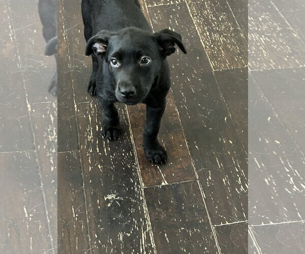 Medium Photo #5 Labrador Retriever-Unknown Mix Puppy For Sale in Hillsboro, MO, USA