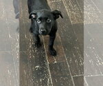 Small #4 Labrador Retriever Mix