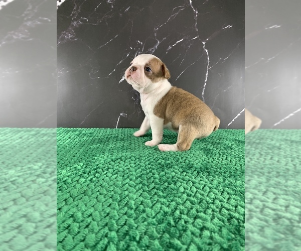 Medium Photo #34 Boston Terrier Puppy For Sale in TULARE, CA, USA
