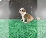 Small Photo #141 Boston Terrier Puppy For Sale in TULARE, CA, USA