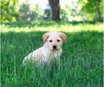 Small #2 Great Pyrenees Mix
