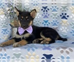 Small Photo #3 German Shepherd Dog-Siberian Husky Mix Puppy For Sale in LANCASTER, PA, USA