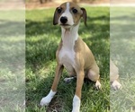 Small Photo #20 Italian Greyhound Puppy For Sale in SAINT GEORGE, UT, USA