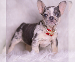 Small #2 French Bulldog