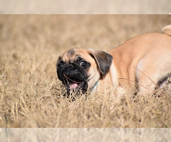 Medium Photo #6 Pug Puppy For Sale in PALM COAST, FL, USA
