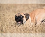 Small #5 Pug