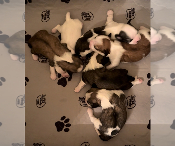 Medium Photo #1 Lhasa Apso Puppy For Sale in GIBSONTON, FL, USA