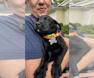 Labrador Retriever-Unknown Mix Dogs for adoption in Holly Springs, NC, USA