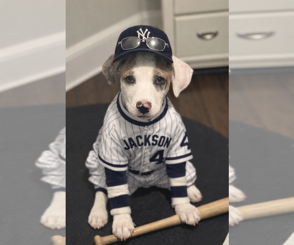 Medium Photo #2 Catahoula Leopard Dog-Unknown Mix Puppy For Sale in Rockaway, NJ, USA