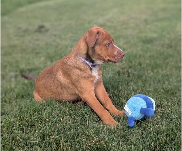 Medium Photo #2 Labrador Retriever-Unknown Mix Puppy For Sale in Genesee, WI, USA