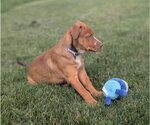 Small #1 Labrador Retriever Mix