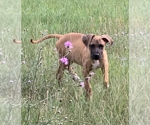 Great Dane Puppy for sale in EAGLE, WI, USA