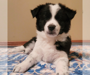Border Sheepdog Puppy for sale in KENMORE, WA, USA
