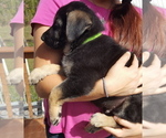Small Photo #6 German Shepherd Dog Puppy For Sale in LAWRENCEBURG, TN, USA