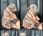 Small Photo #9 Bulldog Puppy For Sale in CYPRESS, TX, USA