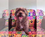 Small #3 Poodle (Miniature) Mix