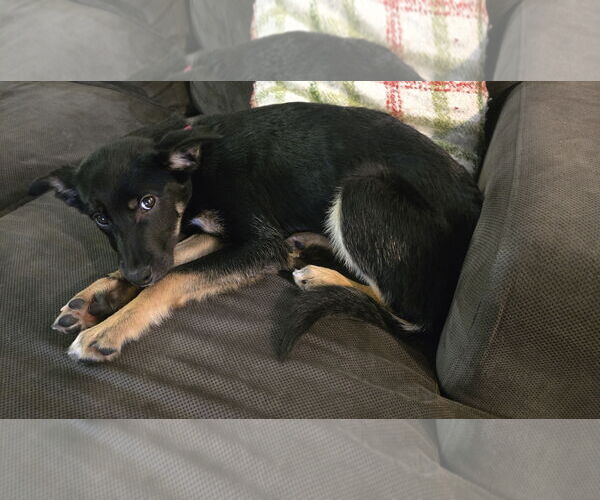 Medium Photo #3 German Shepherd Dog-Unknown Mix Puppy For Sale in Minneapolis, MN, USA