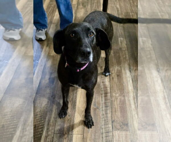 Medium Photo #9 Labrador Retriever-Unknown Mix Puppy For Sale in Oakhurst, NJ, USA