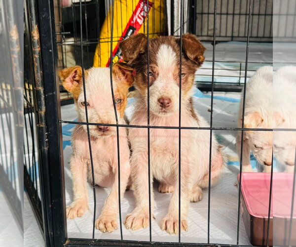 Medium Photo #4 Australian Shepherd-Unknown Mix Puppy For Sale in Claremore, OK, USA