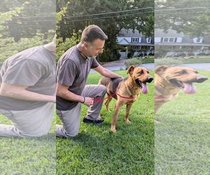 Archer - coming soon! - Male Mutt Dog for Adoption - Photo #3