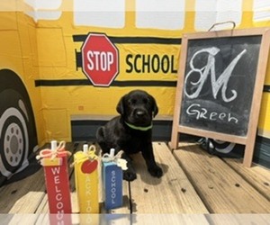 Labrador Retriever Puppy for sale in MAYSVILLE, GA, USA