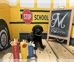 Small Labrador Retriever