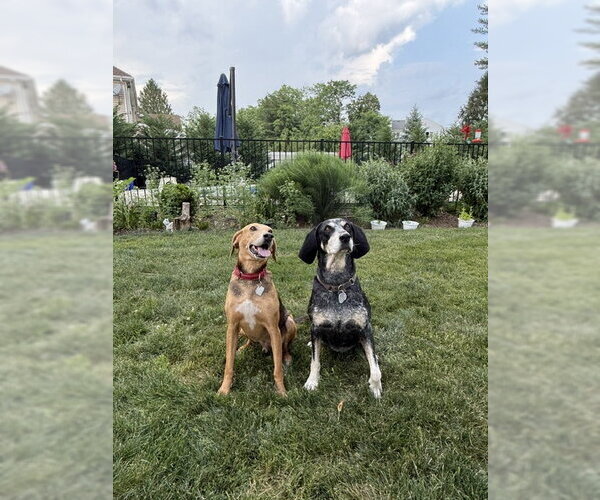 Medium Photo #3 Treeing Walker Coonhound Puppy For Sale in Oakhurst, NJ, USA