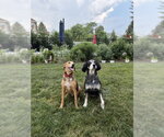 Small #2 Treeing Walker Coonhound