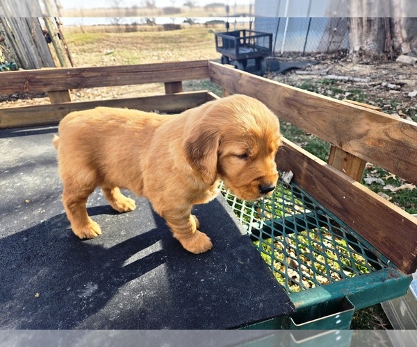 Medium Photo #5 Golden Retriever Puppy For Sale in LEON, KS, USA