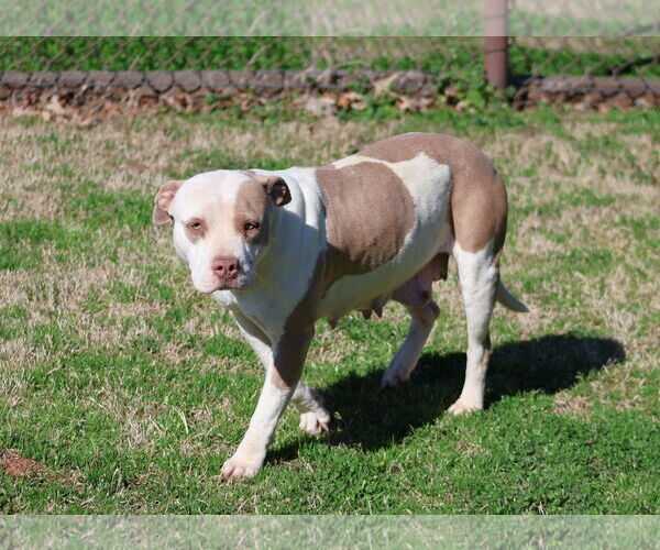 Medium Photo #1 Mutt Puppy For Sale in Grovetown, GA, USA