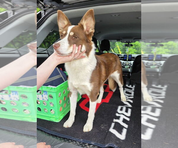 Medium Photo #2 Australian Shepherd-Huskies  Mix Puppy For Sale in Osgood, IN, USA