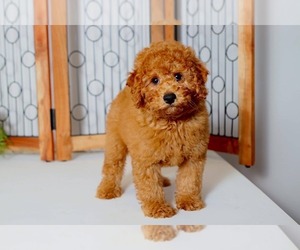 Poodle (Miniature) Puppy for sale in NAPLES, FL, USA