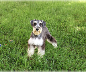 Schnauzer (Miniature) Puppy for sale in SYRACUSE, IN, USA