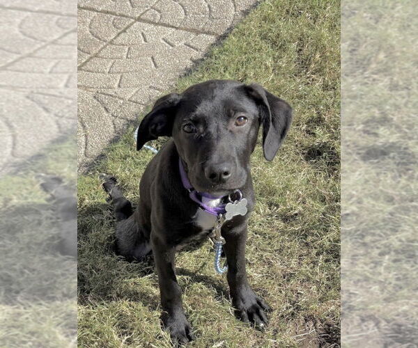 Medium Photo #1 Labrador Retriever-Unknown Mix Puppy For Sale in Boston, MA, USA