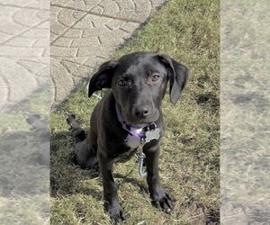 Labrador Retriever-Unknown Mix Dogs for adoption in Boston, MA, USA