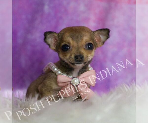 Medium Photo #5 Chihuahua Puppy For Sale in WARSAW, IN, USA