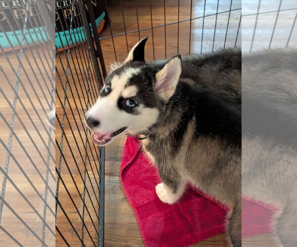 Medium Photo #18 Siberian Husky-Unknown Mix Puppy For Sale in Holly Springs, NC, USA
