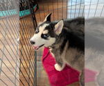 Small #17 Siberian Husky Mix